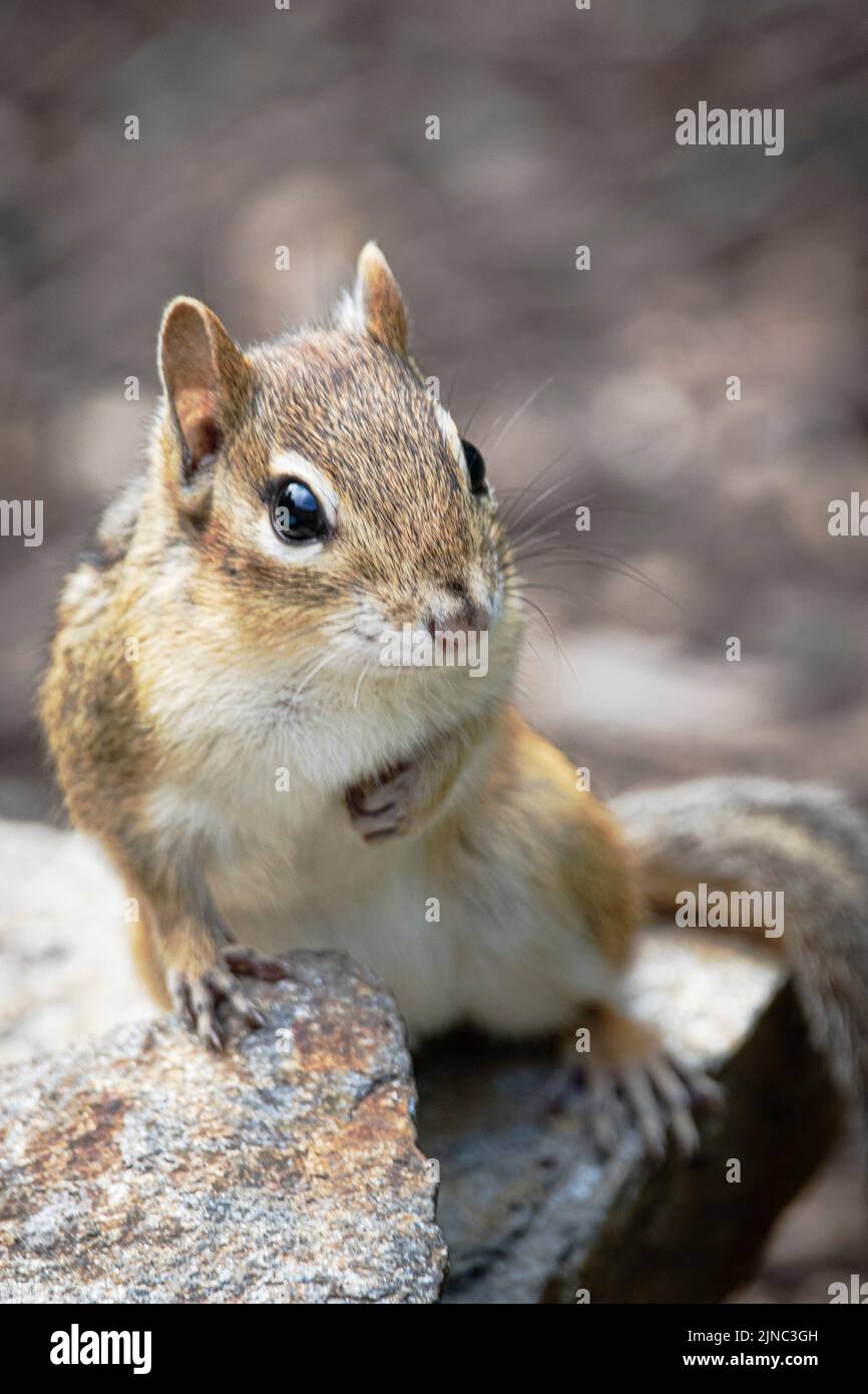 Thye cutest chipmunk eating oranges and looking into camera. Stock Photo