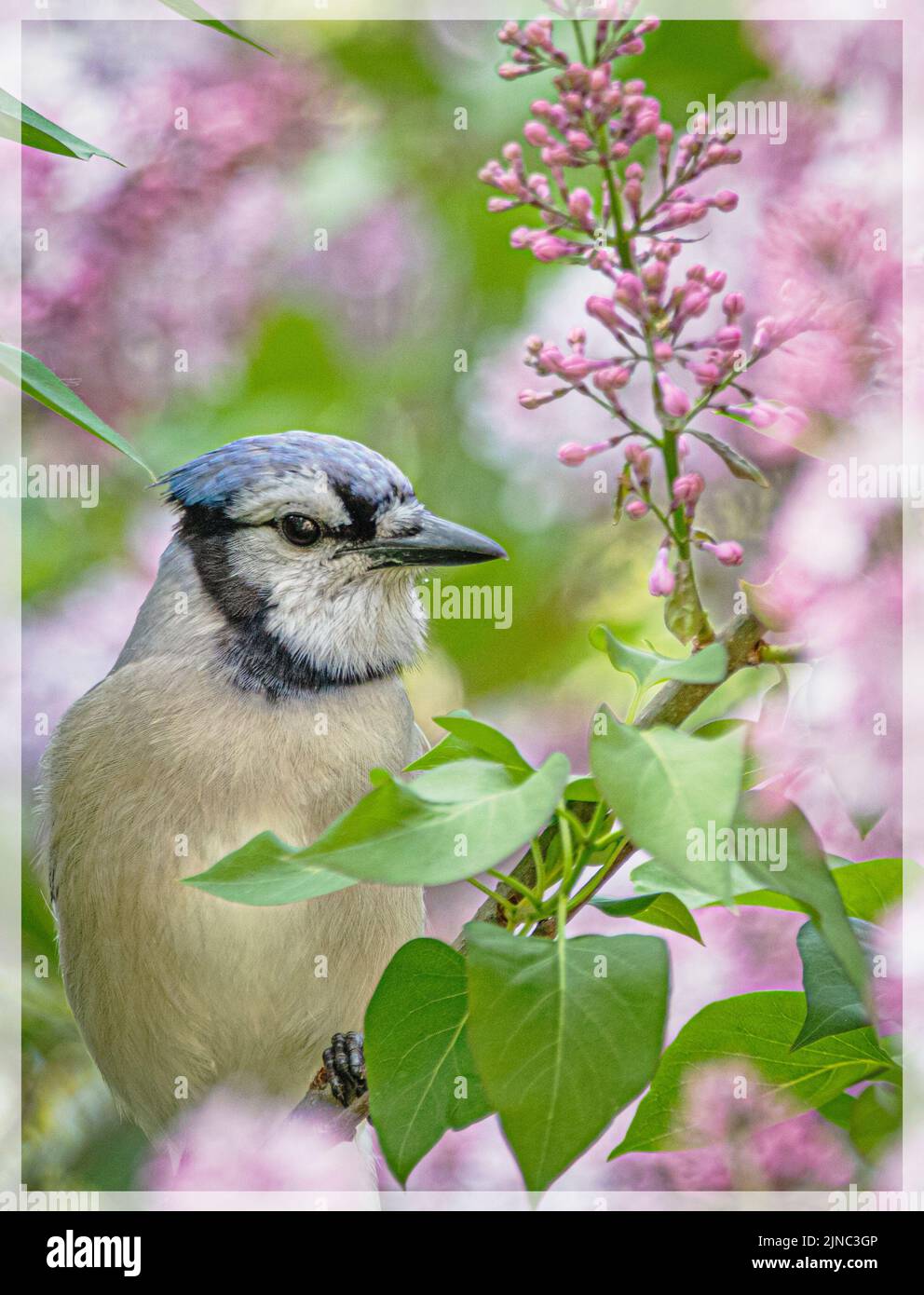 Beautiful Blue Jay in rhe Lilac Bush Stock Photo