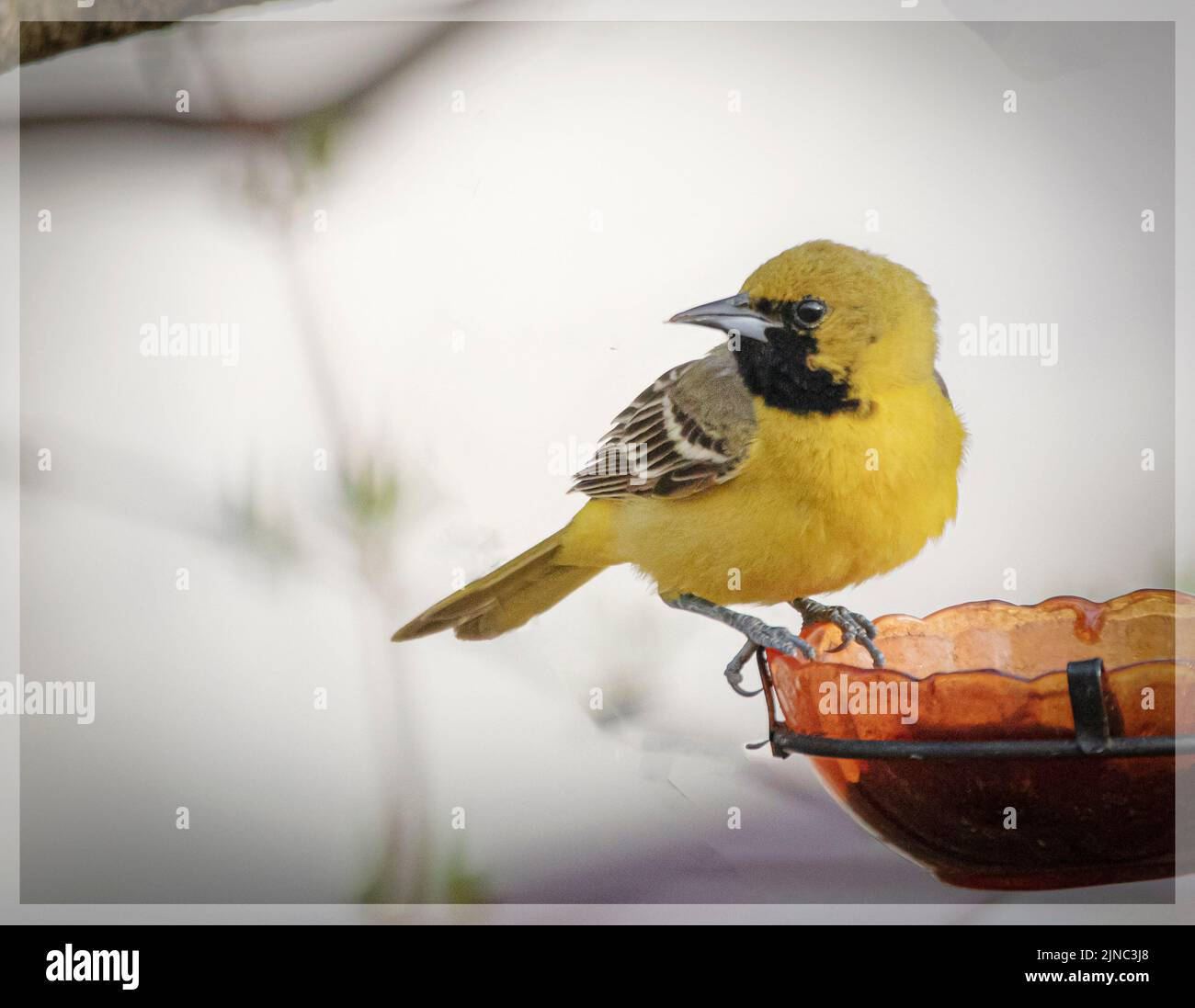 Orchard Oriole eating grape jelly and orange Stock Photo Alamy
