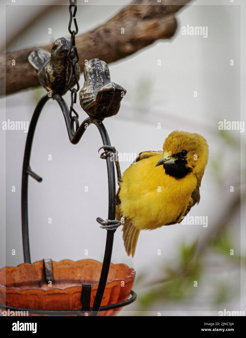 Orchard Oriole eating grape jelly and orange Stock Photo Alamy