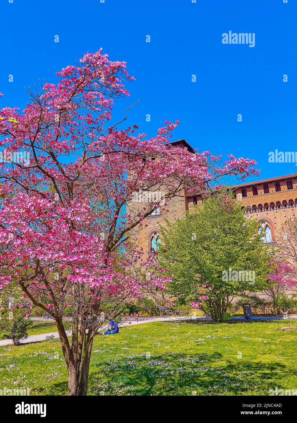 Bright blooming Cornus Florida in park at Visconti Castle in Pavia, Italy Stock Photo