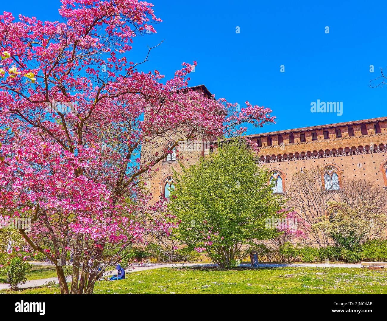 Blooming Eastern Redbud at the wall of medieval Visconti Castle in Pavia, Italy Stock Photo