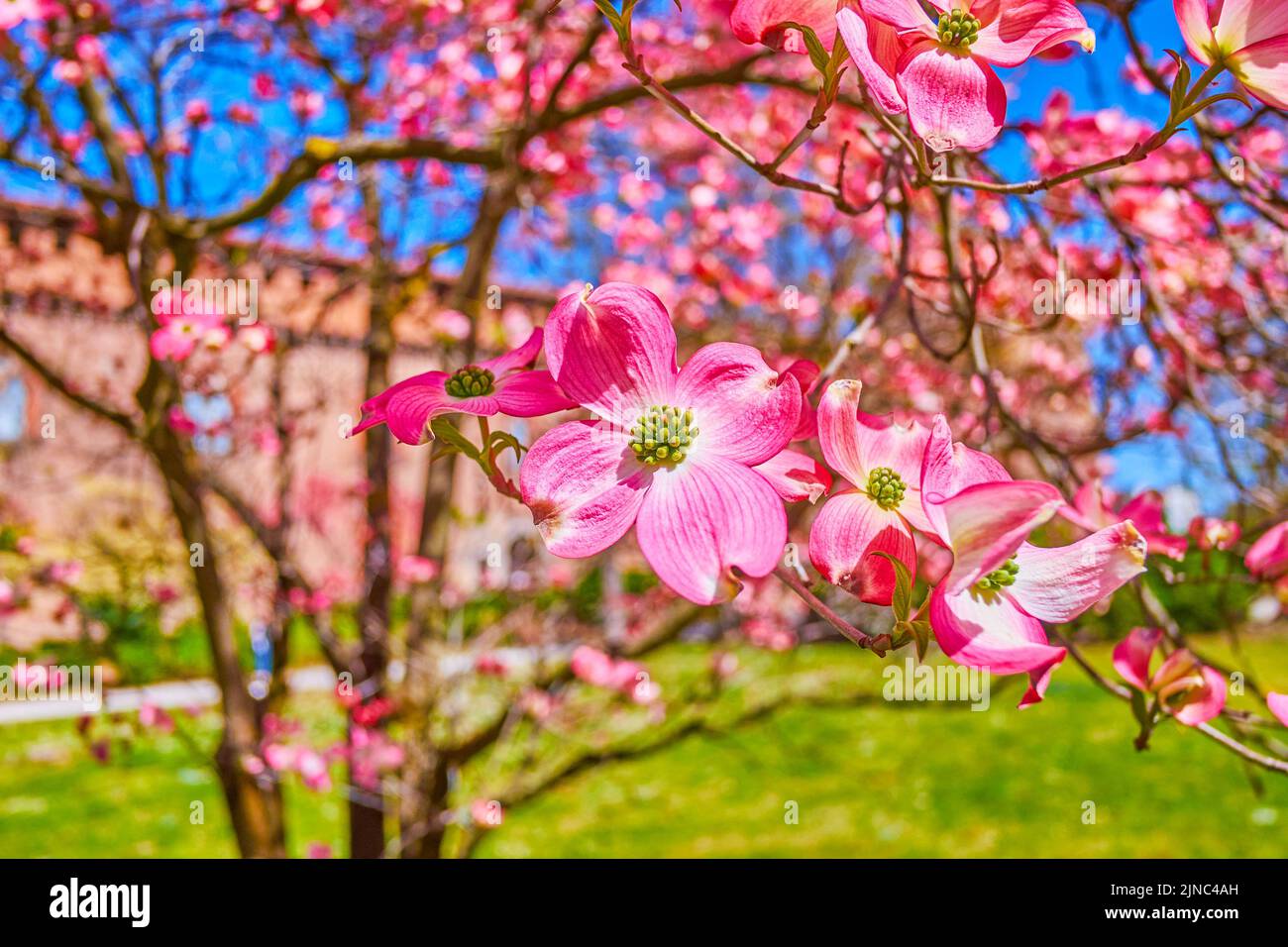Pink Cornus Florida flowers in park of Pavia, Italy Stock Photo