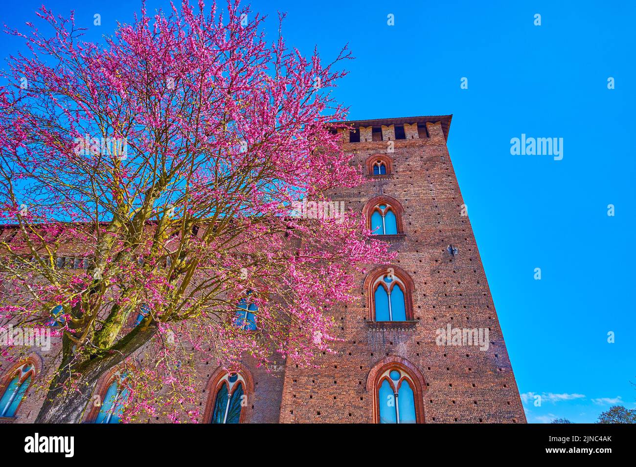 Blooming Cornus Florida tree and Visconti Castle on background in Pavia, Italy Stock Photo