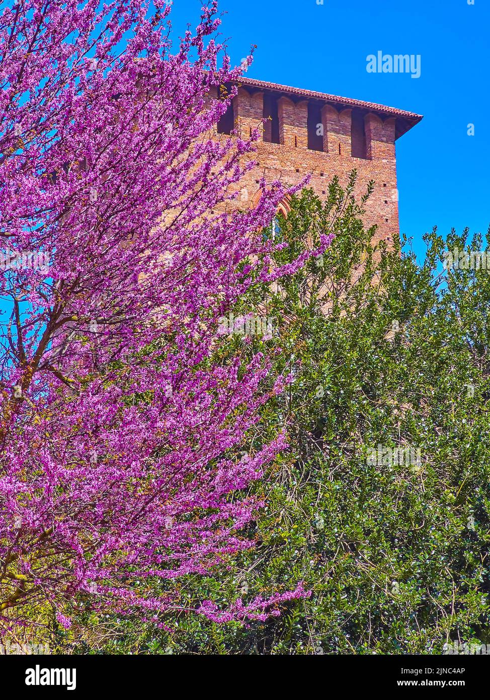 The pink flowers of Cornus Florida tree and the tower of Visconti Castle, Pavia, Italy Stock Photo