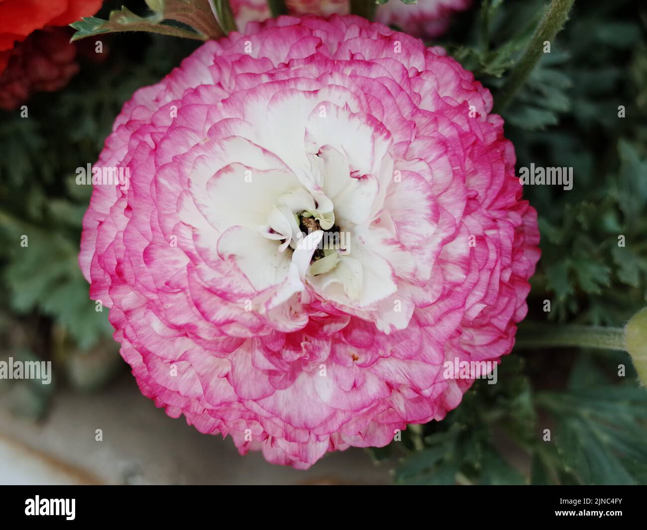 Fully bloomed white Persian buttercup flower with pink rims, in a ...