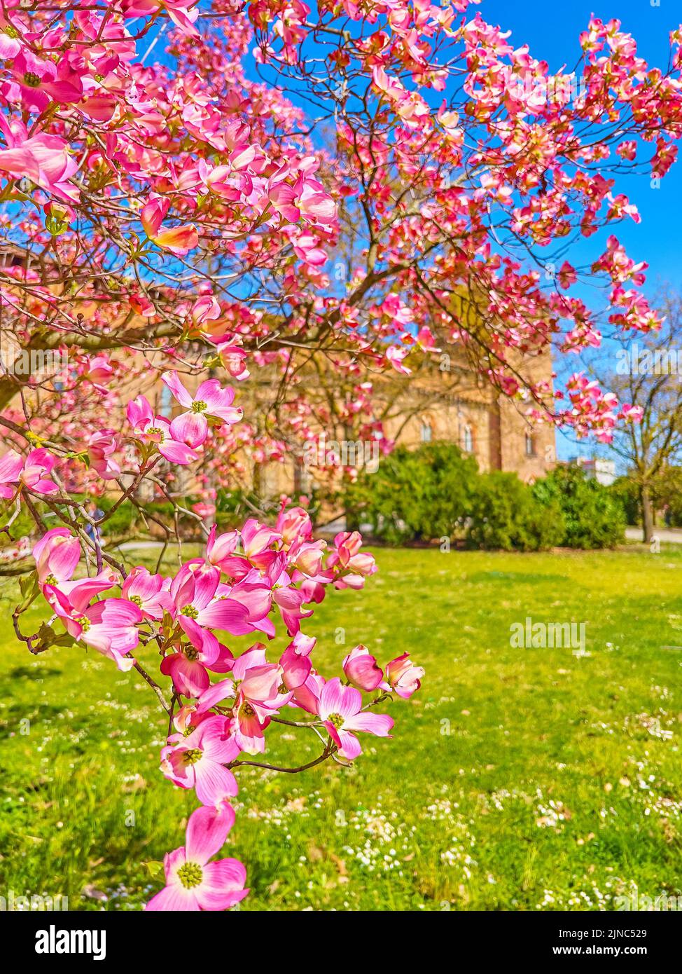 Bright pink Cornus Florida flowers in park at Visconti Castle, Pavia, Italy Stock Photo