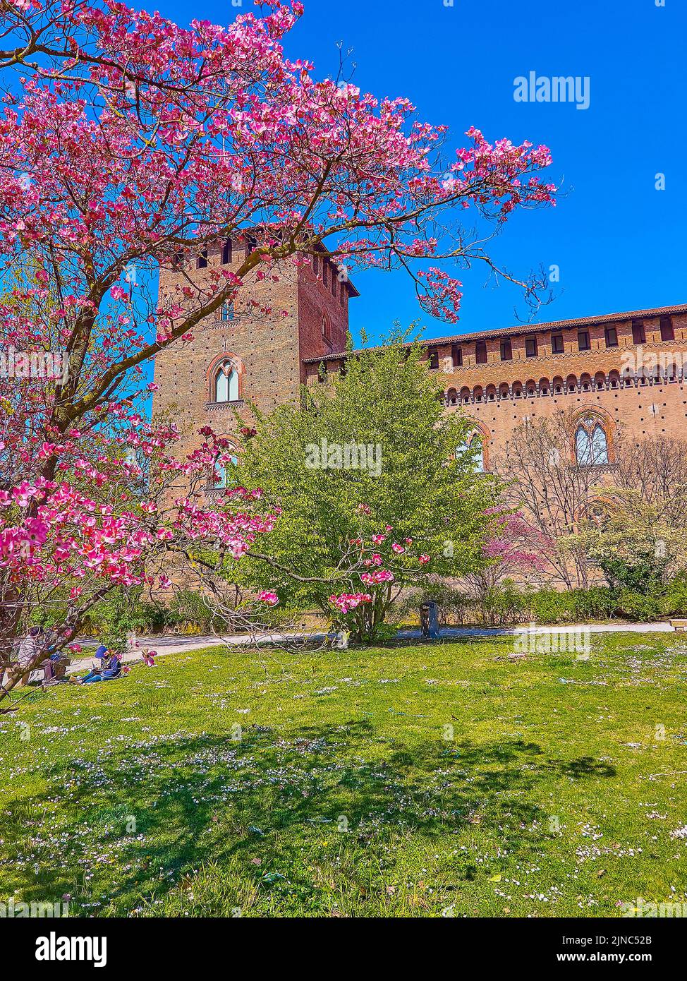 The blooming Cornus Florida tree against medieval Visconti Castle, Pavia, Italy Stock Photo