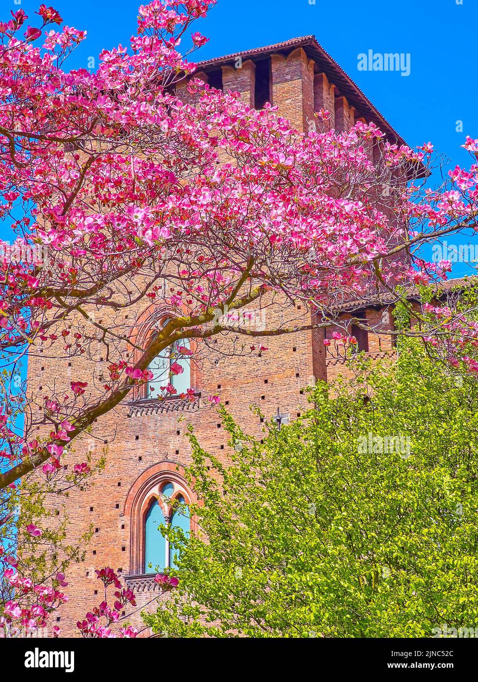 The bright pink flowers Cornus Florida tree and the brick tower of Visconti Castle on a windy day, Pavia, Italy Stock Photo