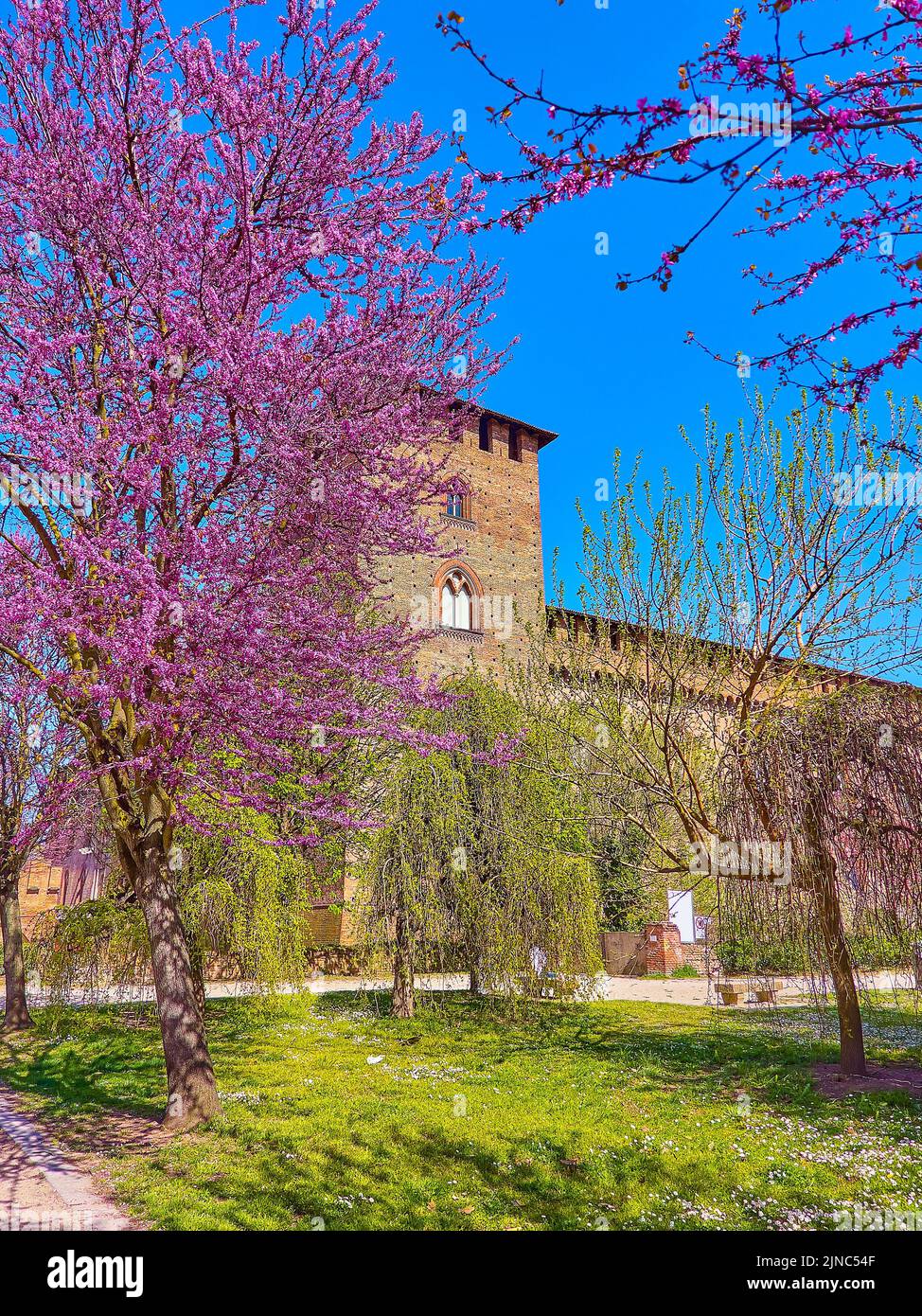Enjoy great view on Visconti Castle and blooming trees in its park, Pavia, Italy Stock Photo