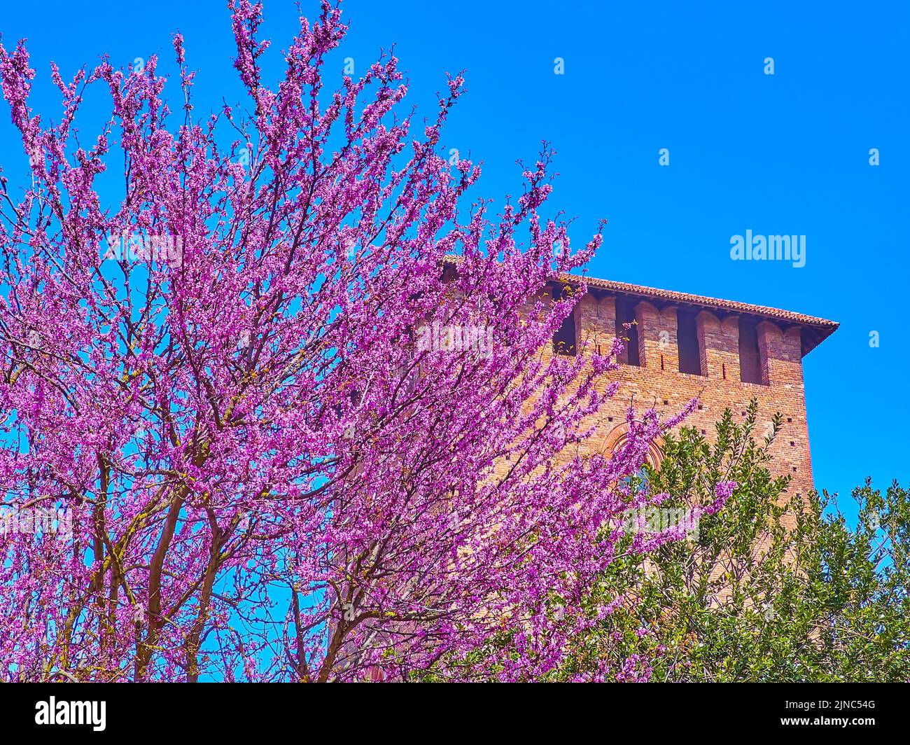 The closeup of bright pink flowers of Cornus Florida tree in front of the brick wall of Visconti Castle, Pavia, Italy Stock Photo
