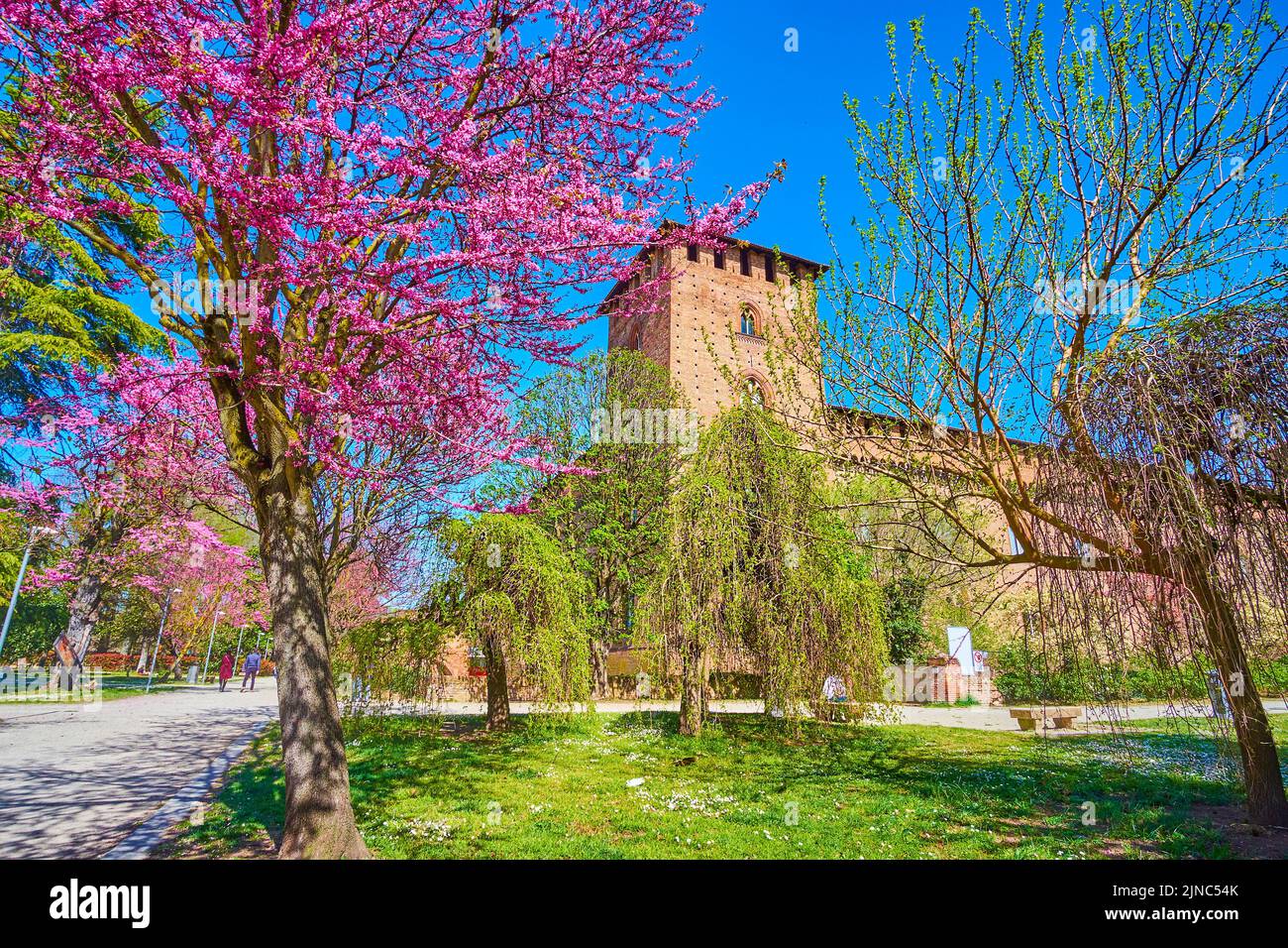 Walk in park at Visconti Castle, enjoying blooming Cornus Florida trees in Pavia, Italy Stock Photo