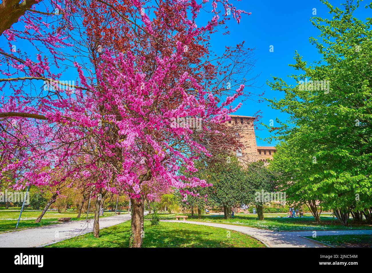 The alley with blooming pink and purple Eastern Redbud trees in Visconti Castle park, Pavia, Italy Stock Photo