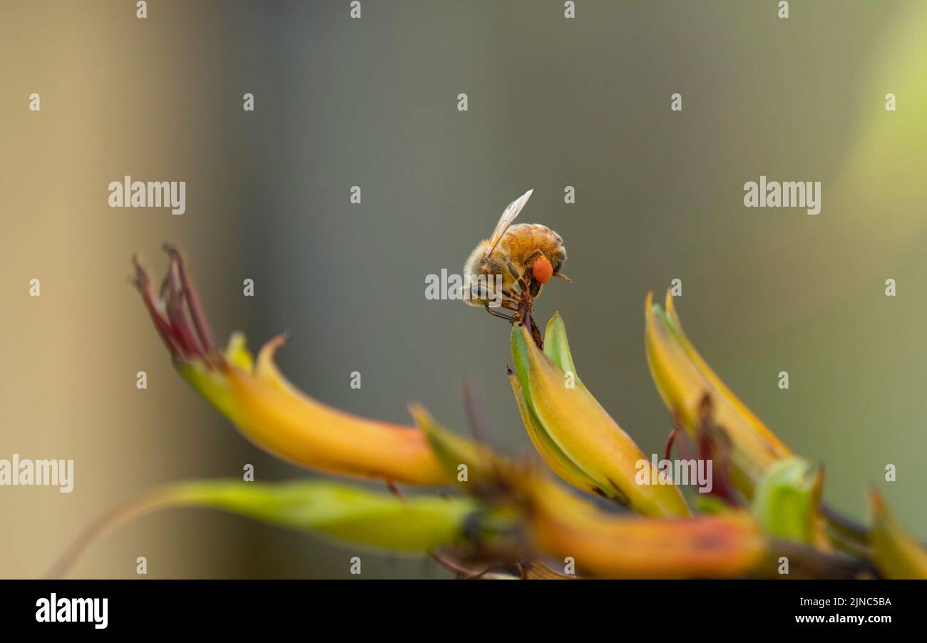 honey bee on a flower getting pollen Stock Photo