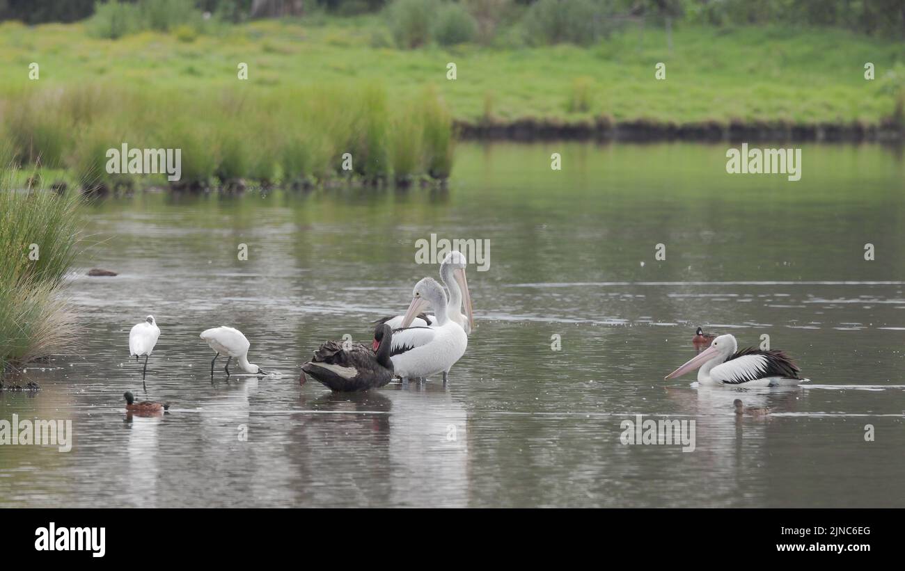 a pelican joining a flock at a wetland on the central coast of nsw, australia Stock Photo