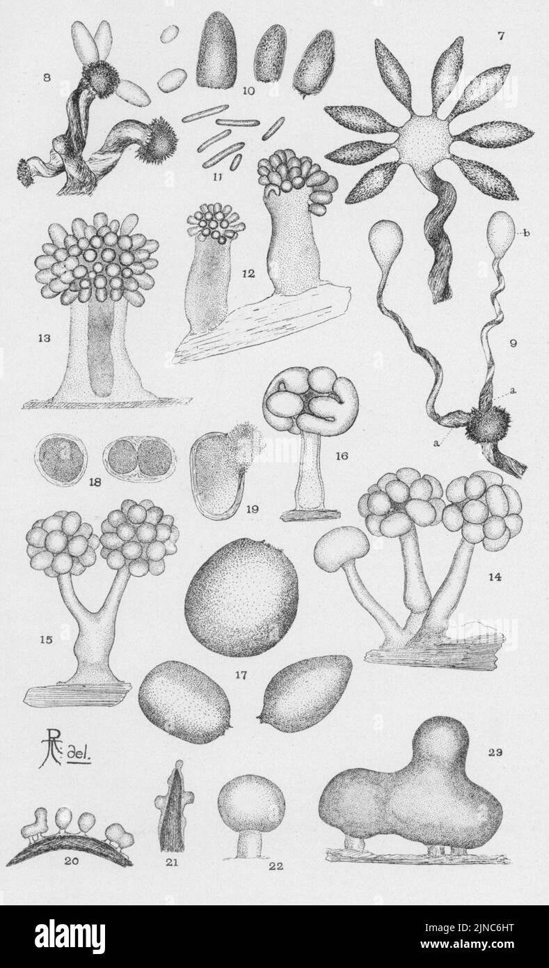 Myxobacteria hires stock photography and images Alamy