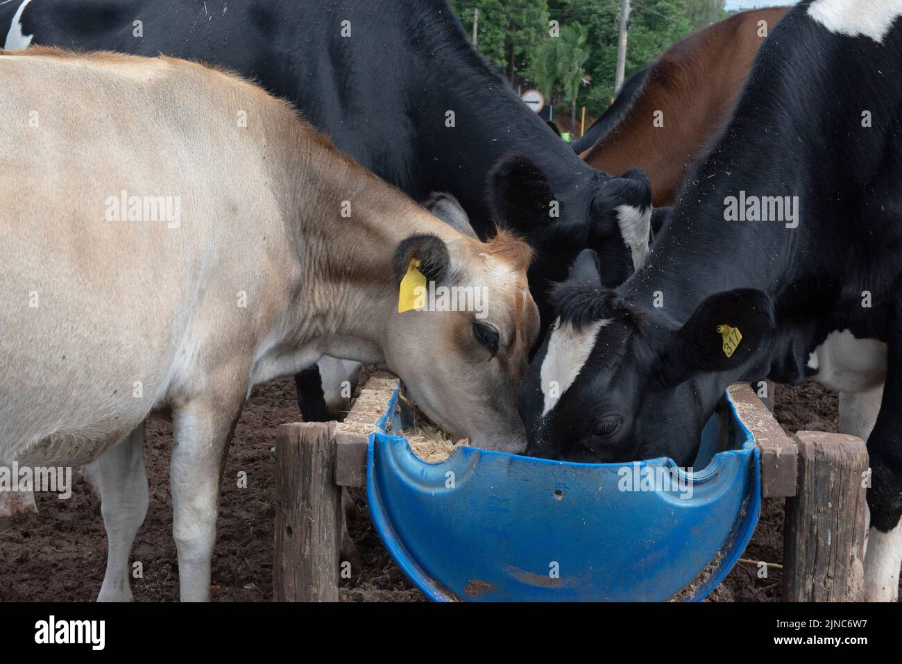 Cows eating from trough made of blue plastic barrels. Cows of different breeds being bred