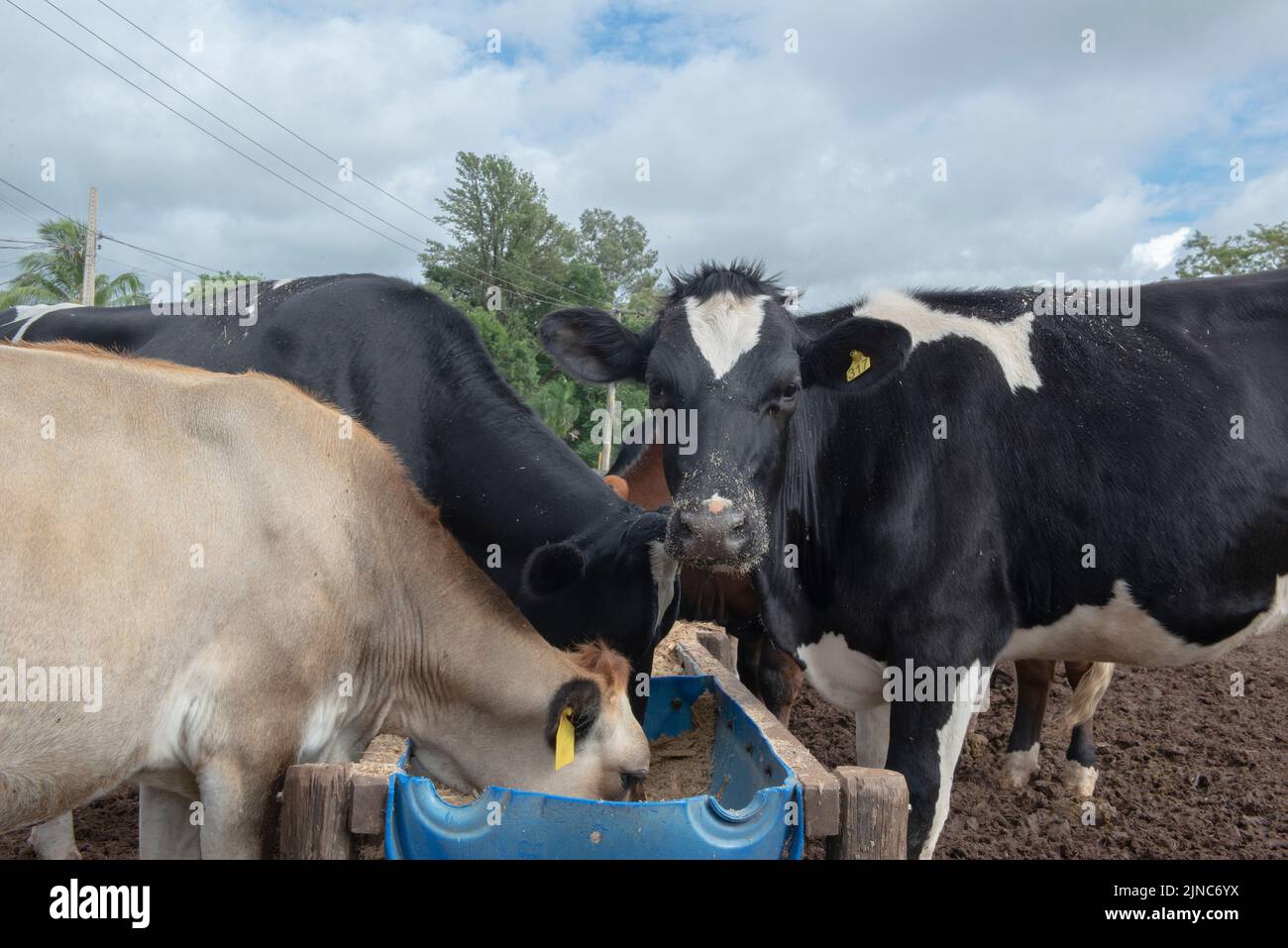 Cows eating from trough made of blue plastic barrels. Cows of different breeds being bred