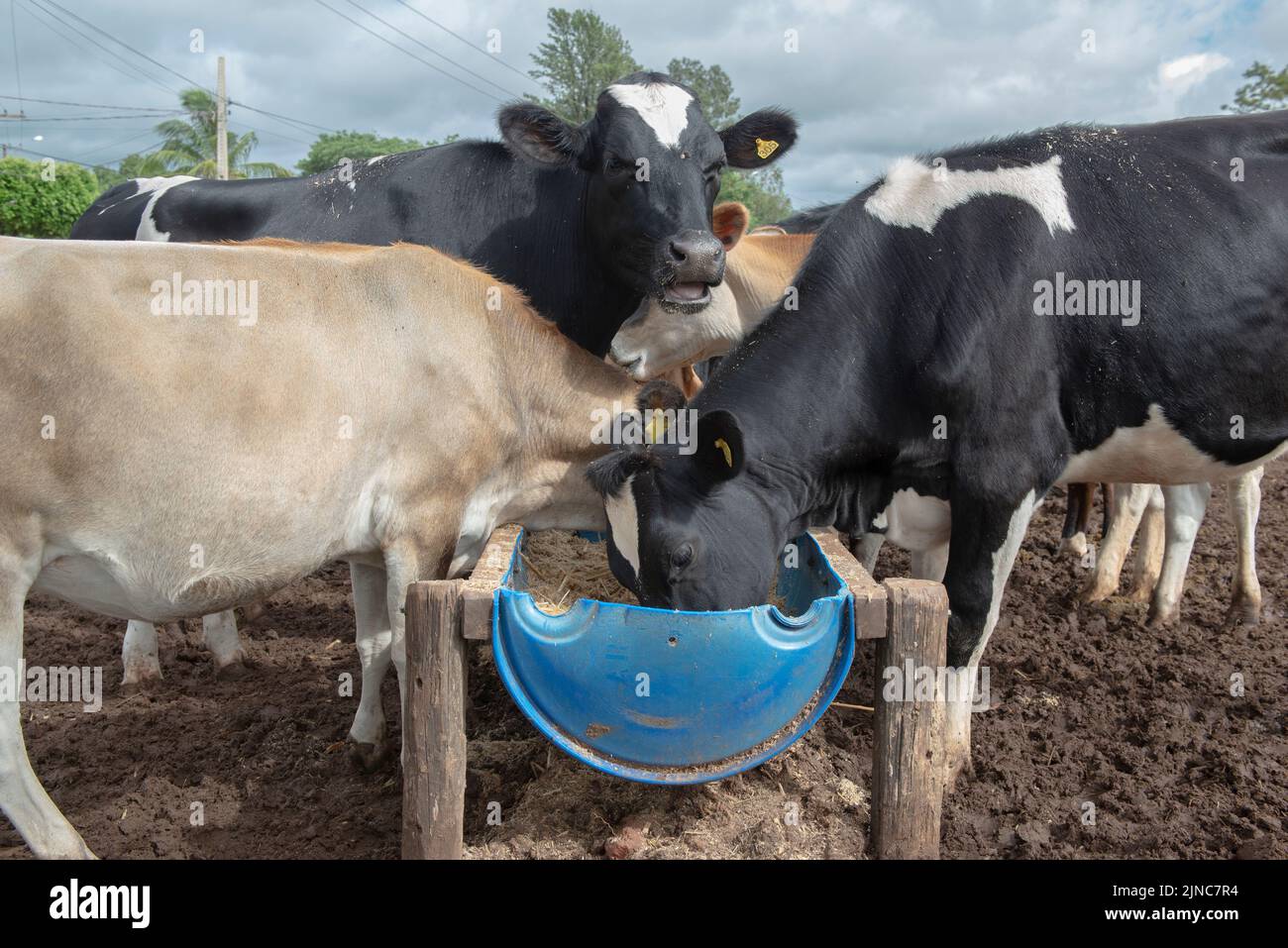 Cows eating from trough made of blue plastic barrels. Cows of different breeds being bred
