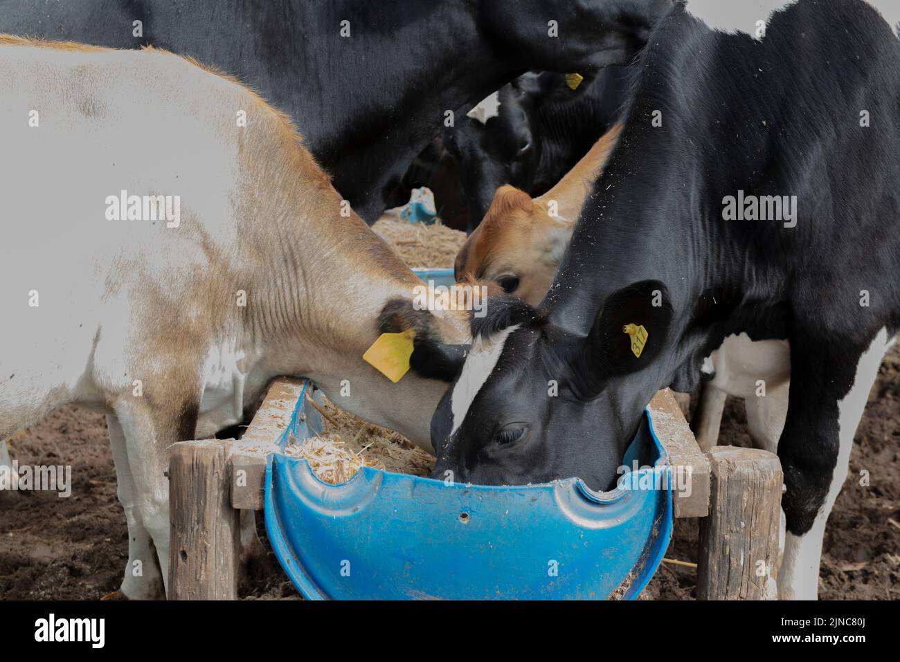 Cows eating from trough made of blue plastic barrels. Cows of different breeds being bred