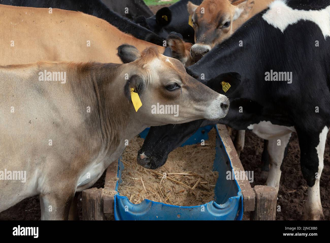 Cows eating from trough made of blue plastic barrels. Cows of different breeds being bred