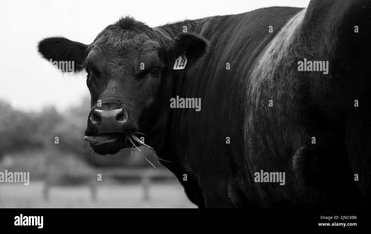 Black beef cattle Black and White Stock Photos & Images - Alamy