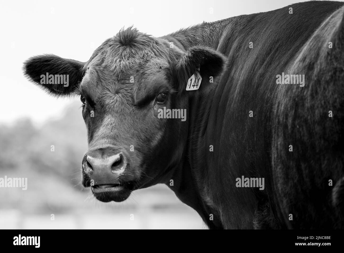 Angus beef cow from New Zealand. Close up of eye and head in black and white. Stock Photo