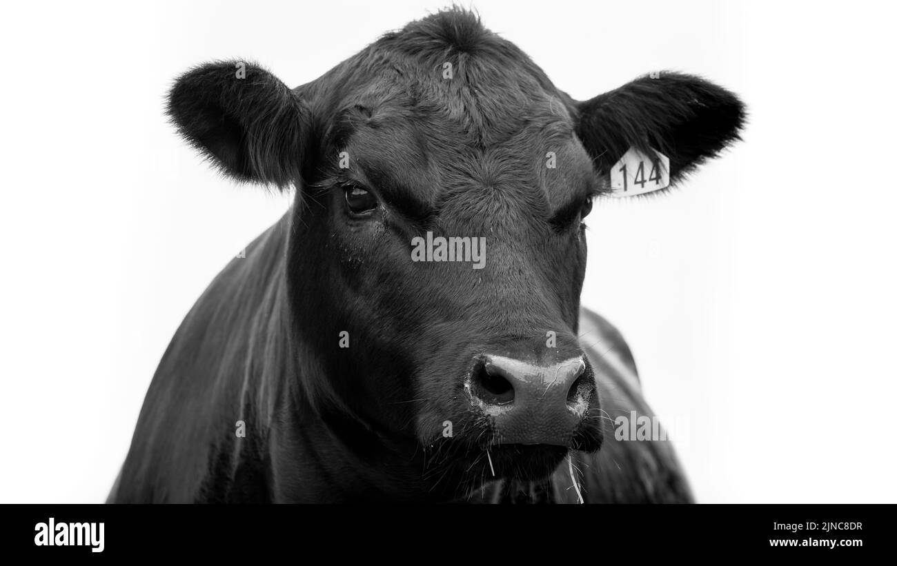 Angus beef cow from New Zealand. Close up of the eye and head in black and white Stock Photo