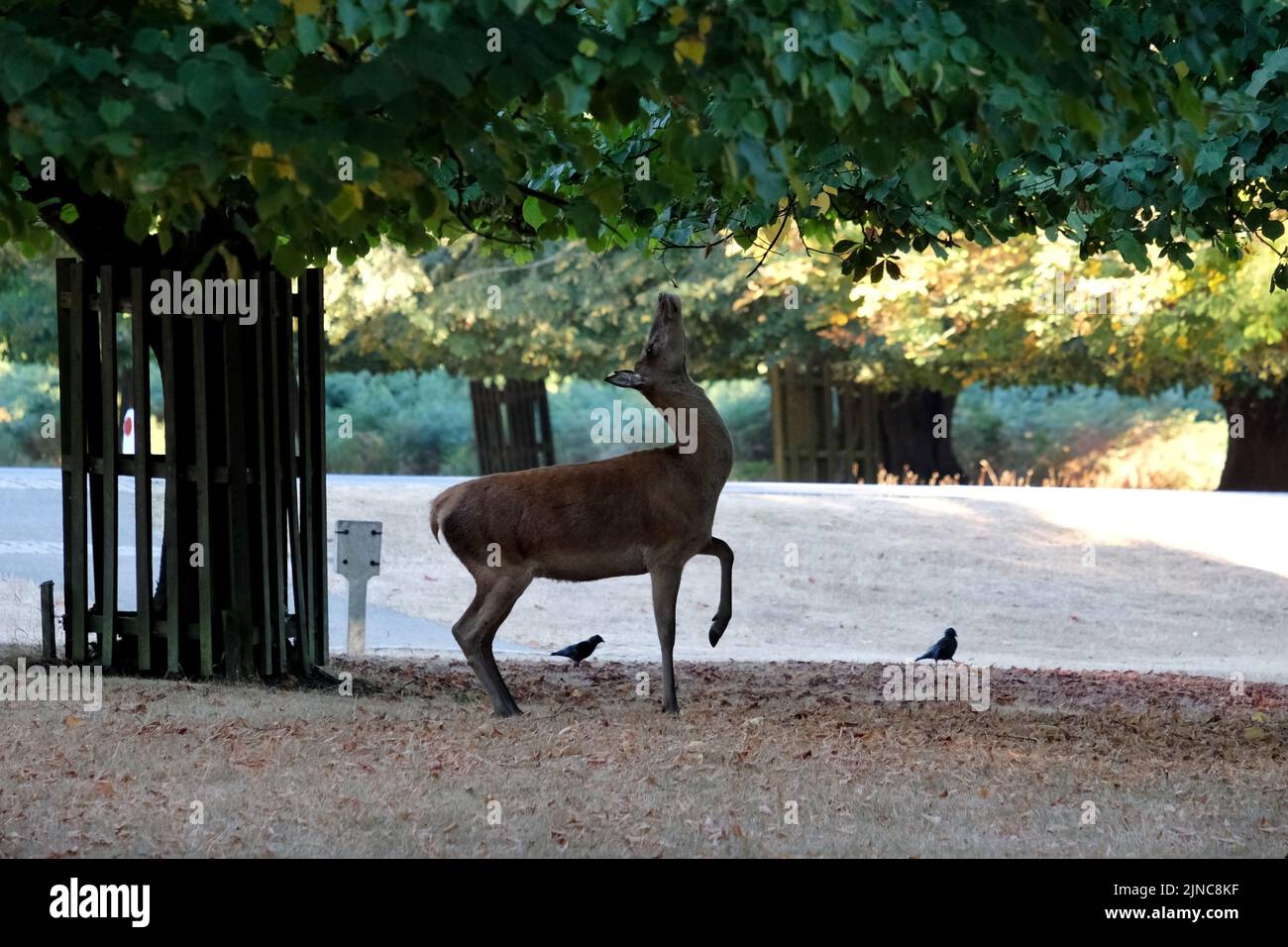 London, UK, 10th Aug, 2022.  A red deer looks at tree leaves to feed on. After continuing hot, sunny conditions, with the driest July on record has left the park with large areas of yellowing grass. An Amber Extreme heat warning was issued by the Met Office this week as temperatures are expected to reach mid-30 degrees celsius.  Credit: Eleventh Hour Photography/Alamy Live News Stock Photo