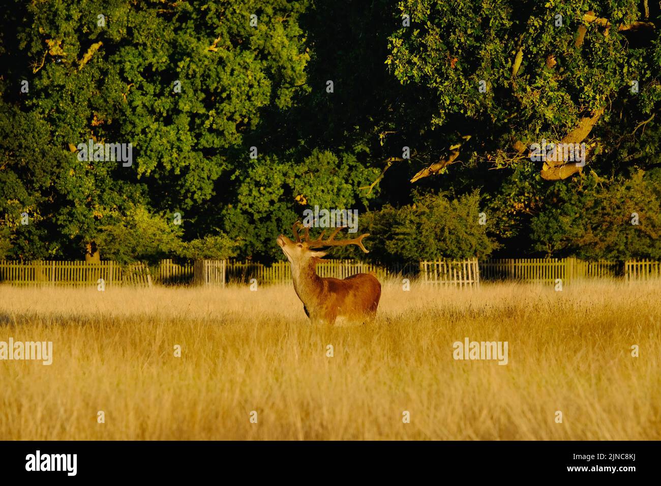 London, UK, 10th Aug, 2022.  A red deer Stag looks up at lush green tree leaves. After continuing hot, sunny conditions, with the driest July on record has left the park with large areas of yellowing grass. An Amber Extreme heat warning was issued by the Met Office this week as temperatures are expected to reach mid-30 degrees celsius.  Credit: Eleventh Hour Photography/Alamy Live News Stock Photo
