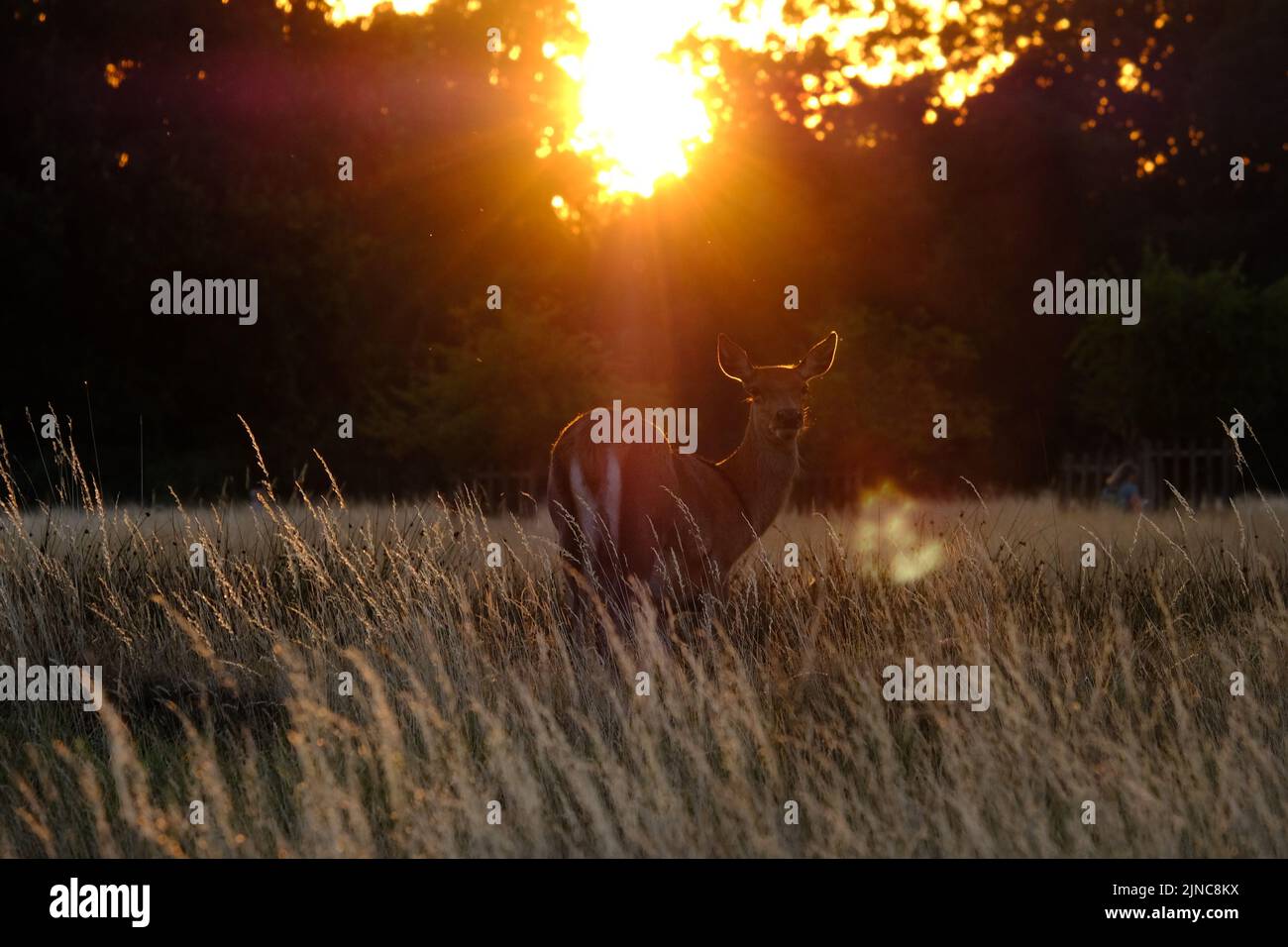 London, UK, 10th Aug, 2022.  A red deer during sunset, surrounded by yellowing grass after continuing hot, sunny conditions, with the driest July on record have left green spaces parched. An Amber Extreme heat warning was issued by the Met Office this week as temperatures are expected to reach mid-30 degrees celsius.  Credit: Eleventh Hour Photography/Alamy Live News Stock Photo