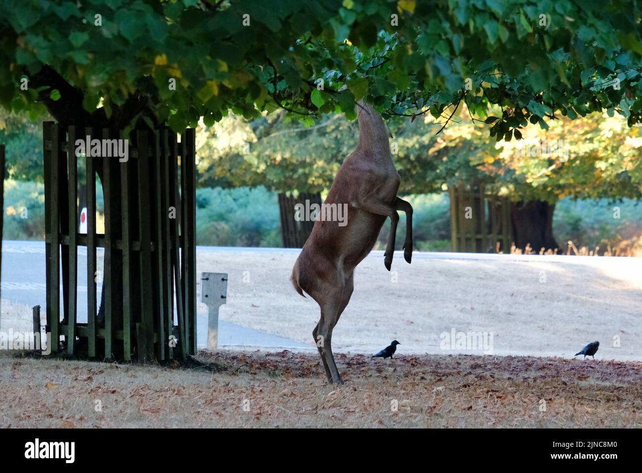 London, UK, 10th Aug, 2022.  A red deer reaches up to feed on juicy tree leaves. After continuing hot, sunny conditions, with the driest July on record has left the park with large areas of yellowing grass. An Amber Extreme heat warning was issued by the Met Office this week as temmperatures are expected to reach mid-30 degrees celsius.  Credit: Eleventh Hour Photography/Alamy Live News Stock Photo