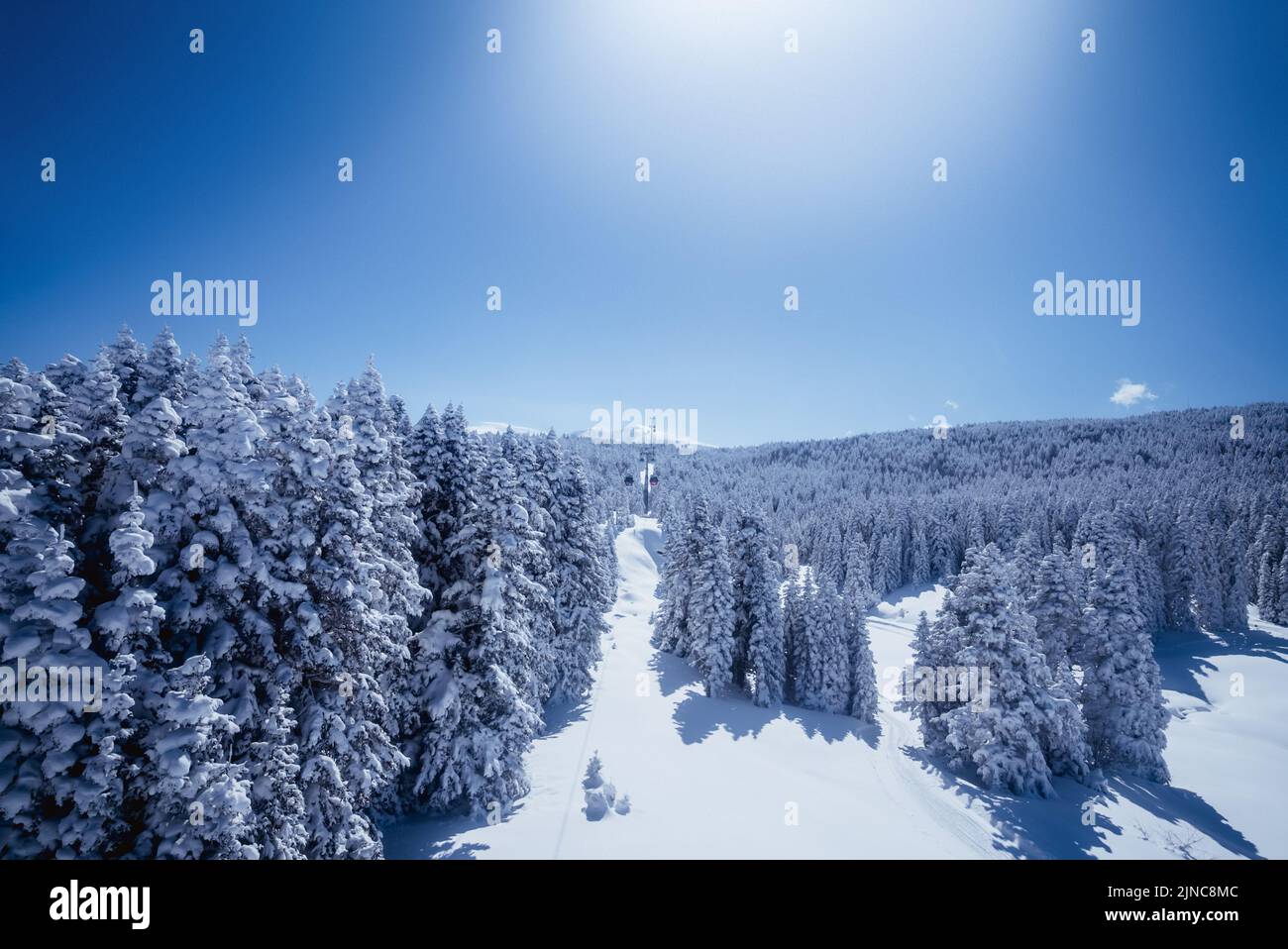 beautiful pine tree cover with snow in the uludag mountain Stock Photo ...