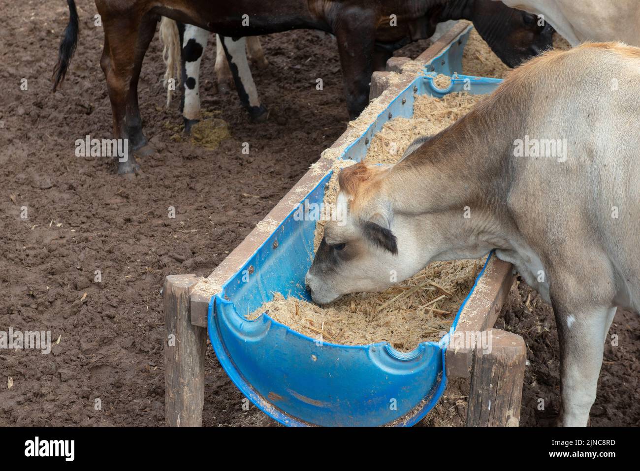Cows eating from trough made of blue plastic barrels. Cows of different breeds being bred