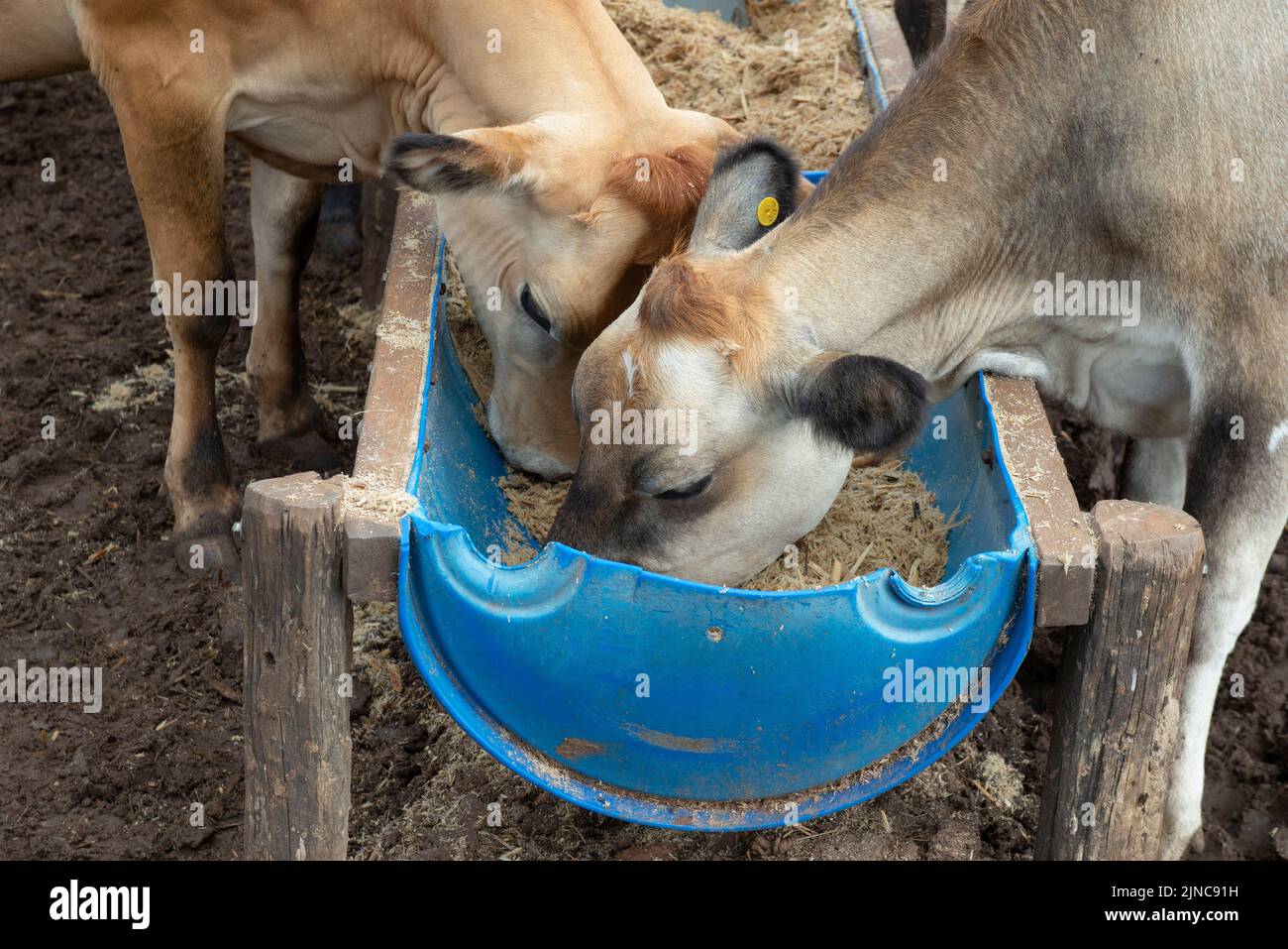Cows eating from trough made of blue plastic barrels. Cows of different breeds being bred