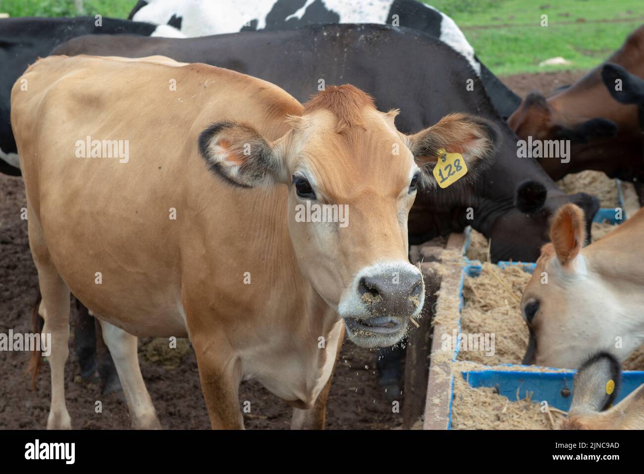 Cows eating from trough made of blue plastic barrels. Cows of different breeds being bred