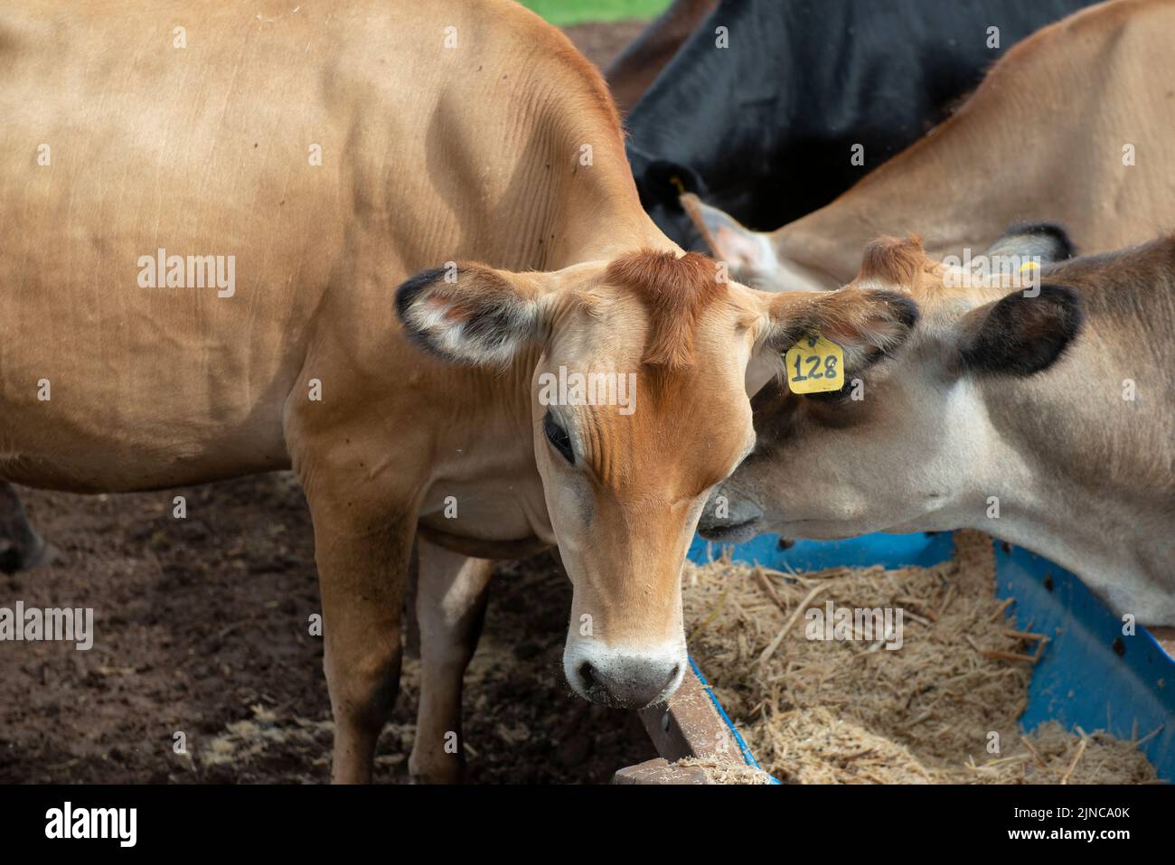 Cows eating from trough made of blue plastic barrels. Cows of different breeds being bred