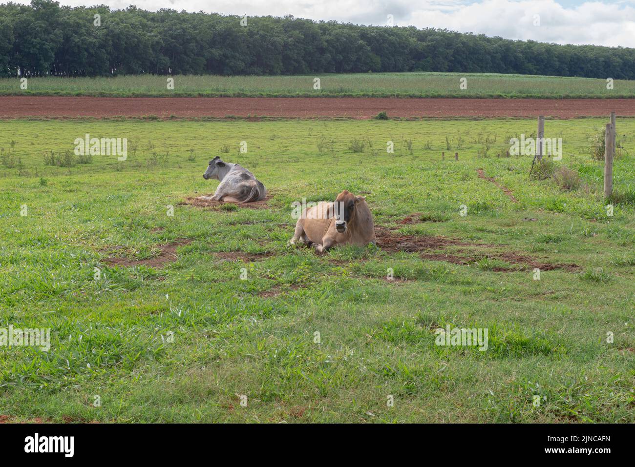 cows resting on grassland (Brachiaria mutica) on cattle farm in Brazil on a sunny day, but with lots of clouds. Stock Photo