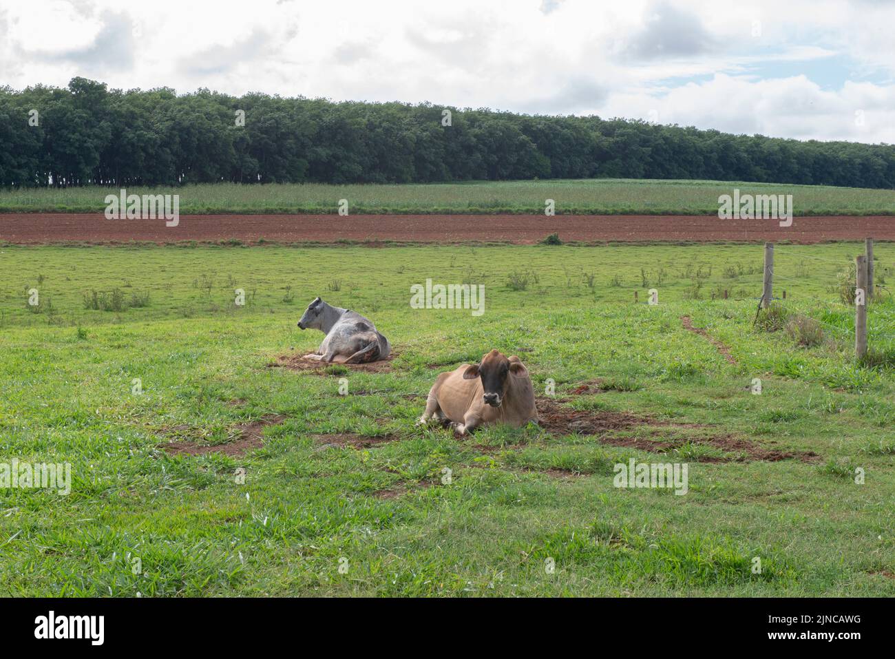 cows resting on grassland (Brachiaria mutica) on cattle farm in Brazil on a sunny day, but with lots of clouds. Stock Photo