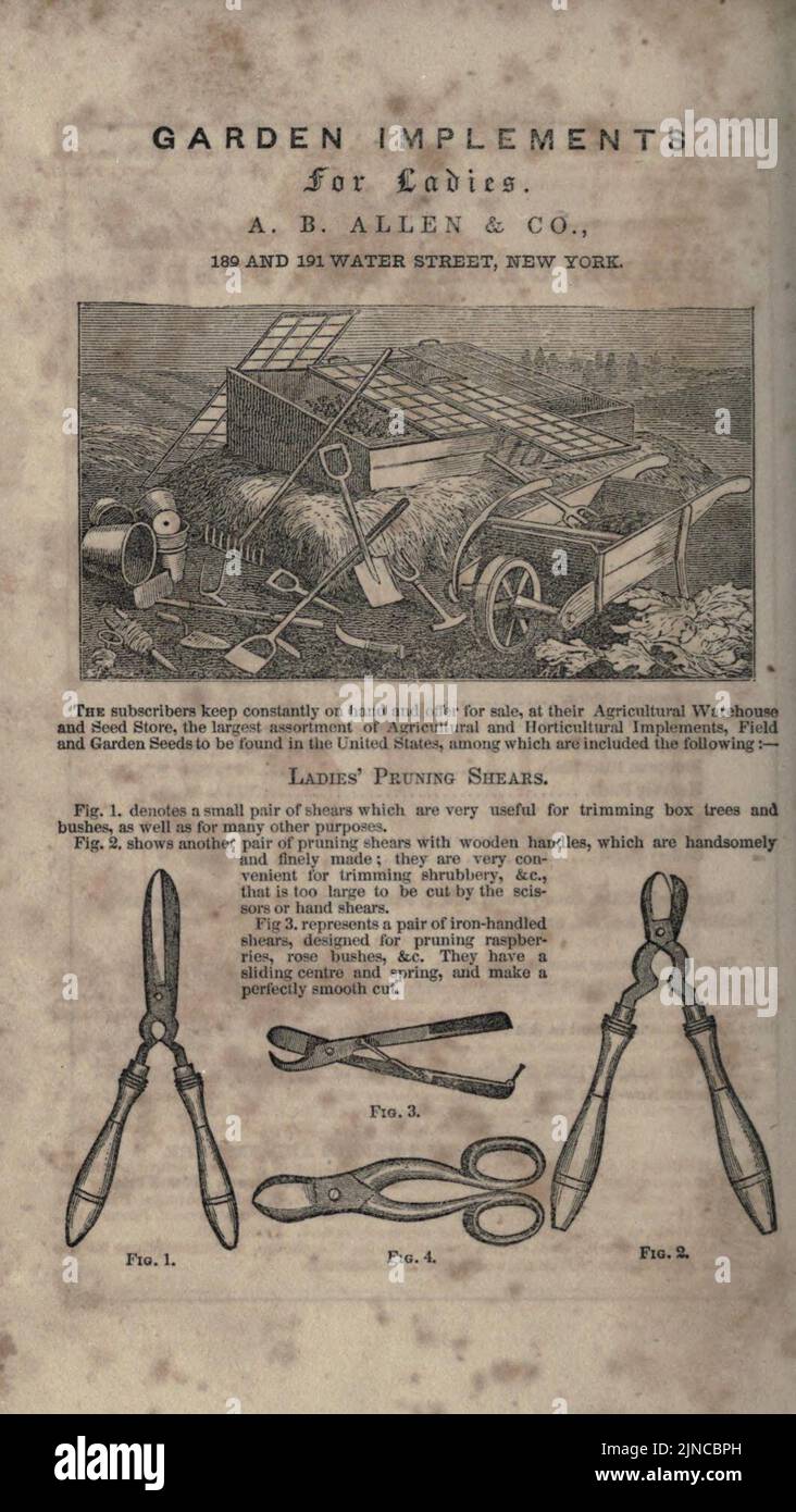 The American bird fancier Stock Photo Alamy