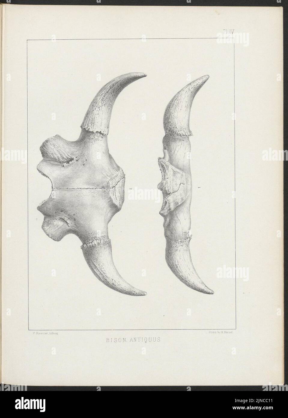 The American bisons, living and extinct (Plate IV Stock Photo Alamy