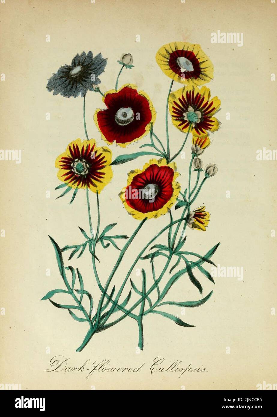 The American flora (10172255914 Stock Photo - Alamy
