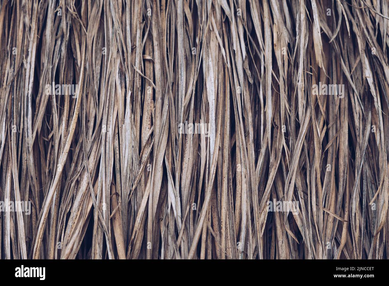 Long dry thin grass, agriculture harvest, pile of hay straw. Texture