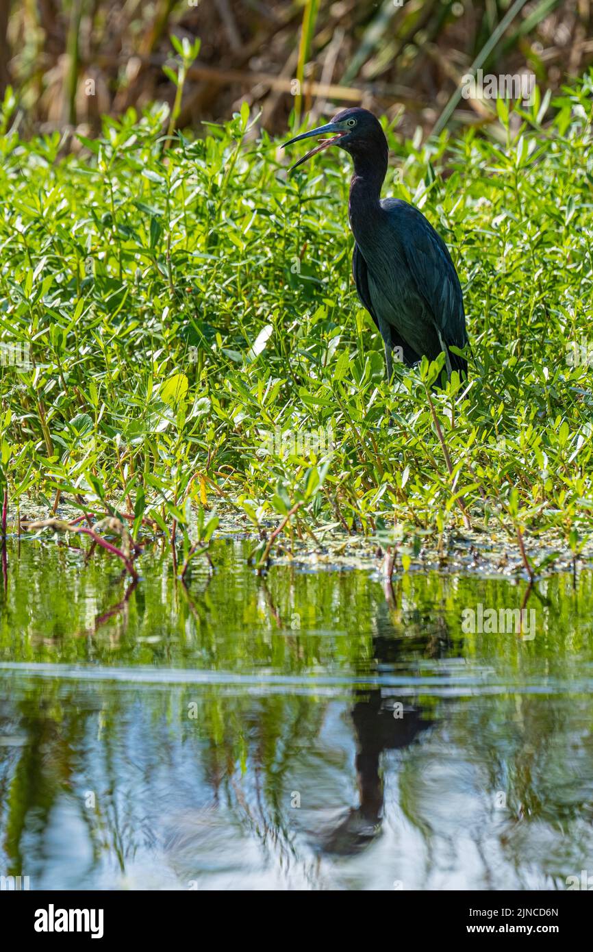 Squawking Little Blue Heron along the Guana River in Ponte Vedra Beach, Florida. (USA) Stock Photo