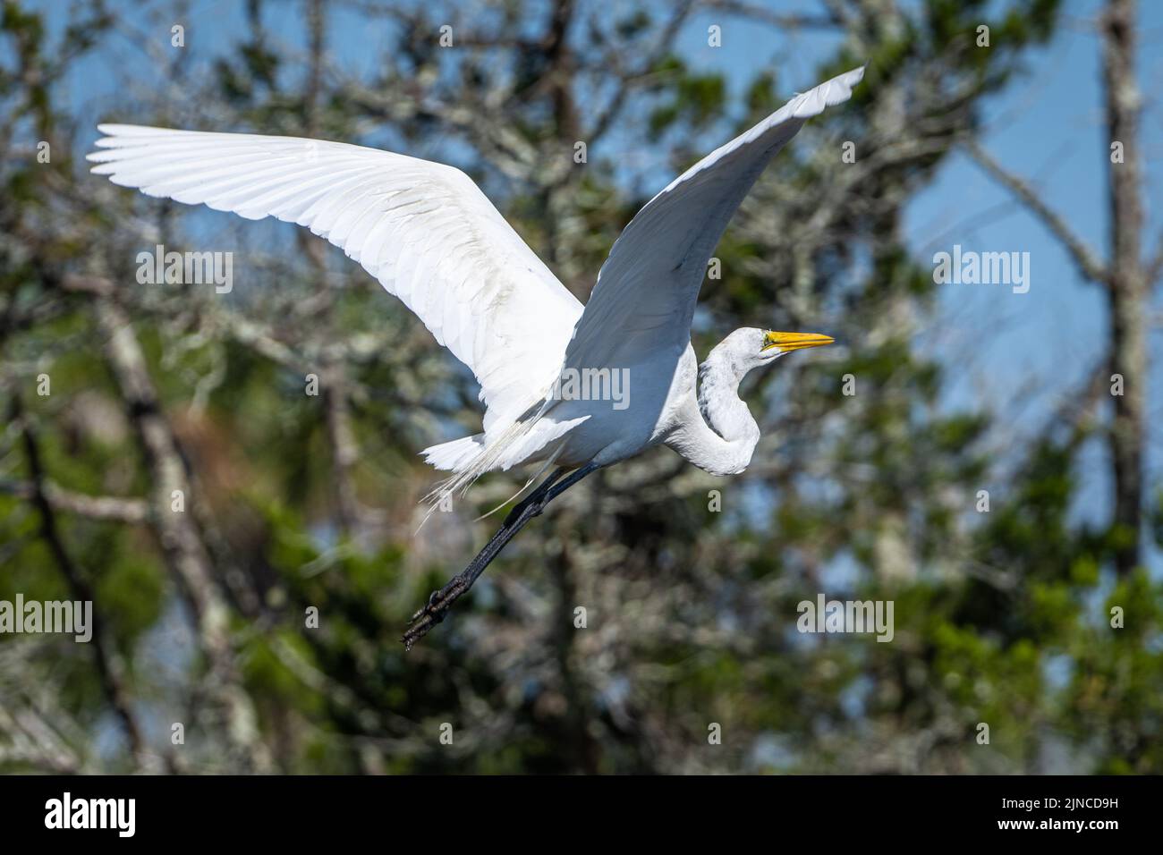 Great egret in flight at Fort Mose Historic State Park in St. Augustine, Florida. (USA) Stock Photo