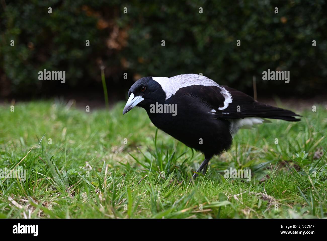 Female Australian magpie, with dirt and debris on its beak, standing on a lawn in a suburban garden as it looks for food Stock Photo
