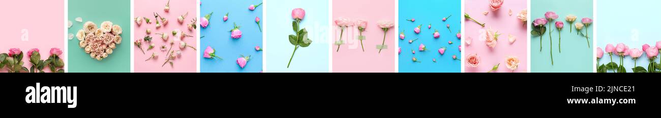 Pink Roses College Collage with beautiful pink roses on colorful background Stock Photo ...