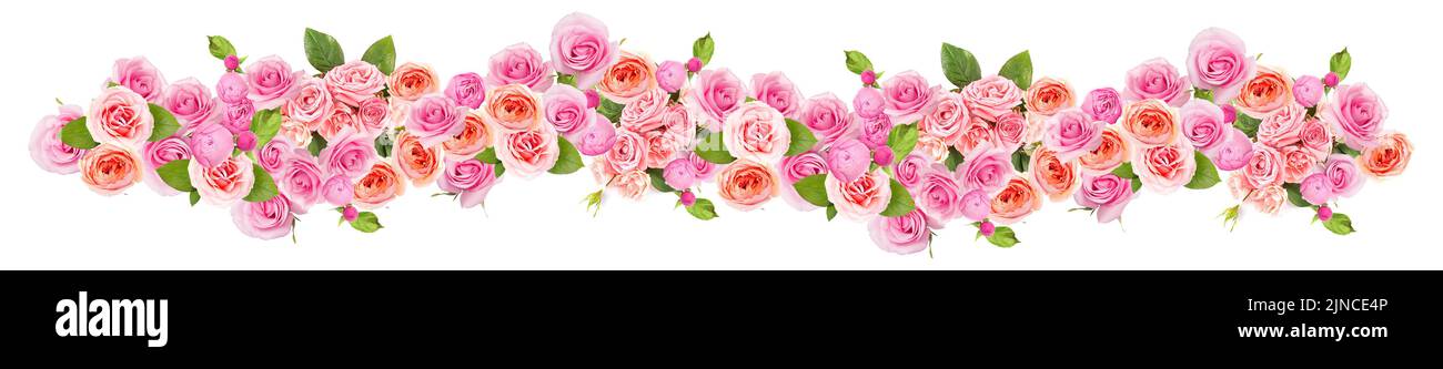 Many beautiful pink roses isolated on white Stock Photo - Alamy