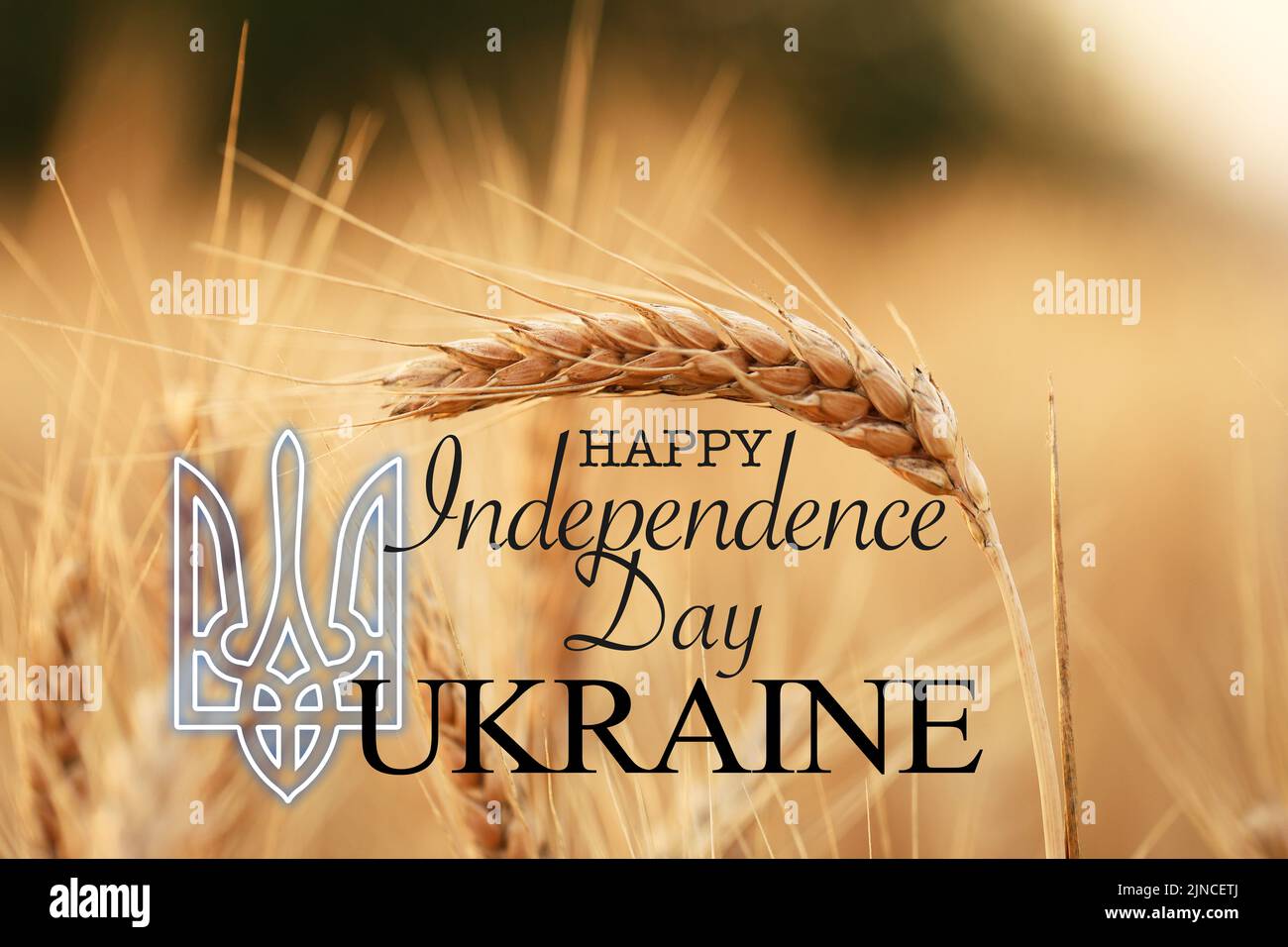 Poster for Ukrainian Independence Day with wheat field Stock Photo