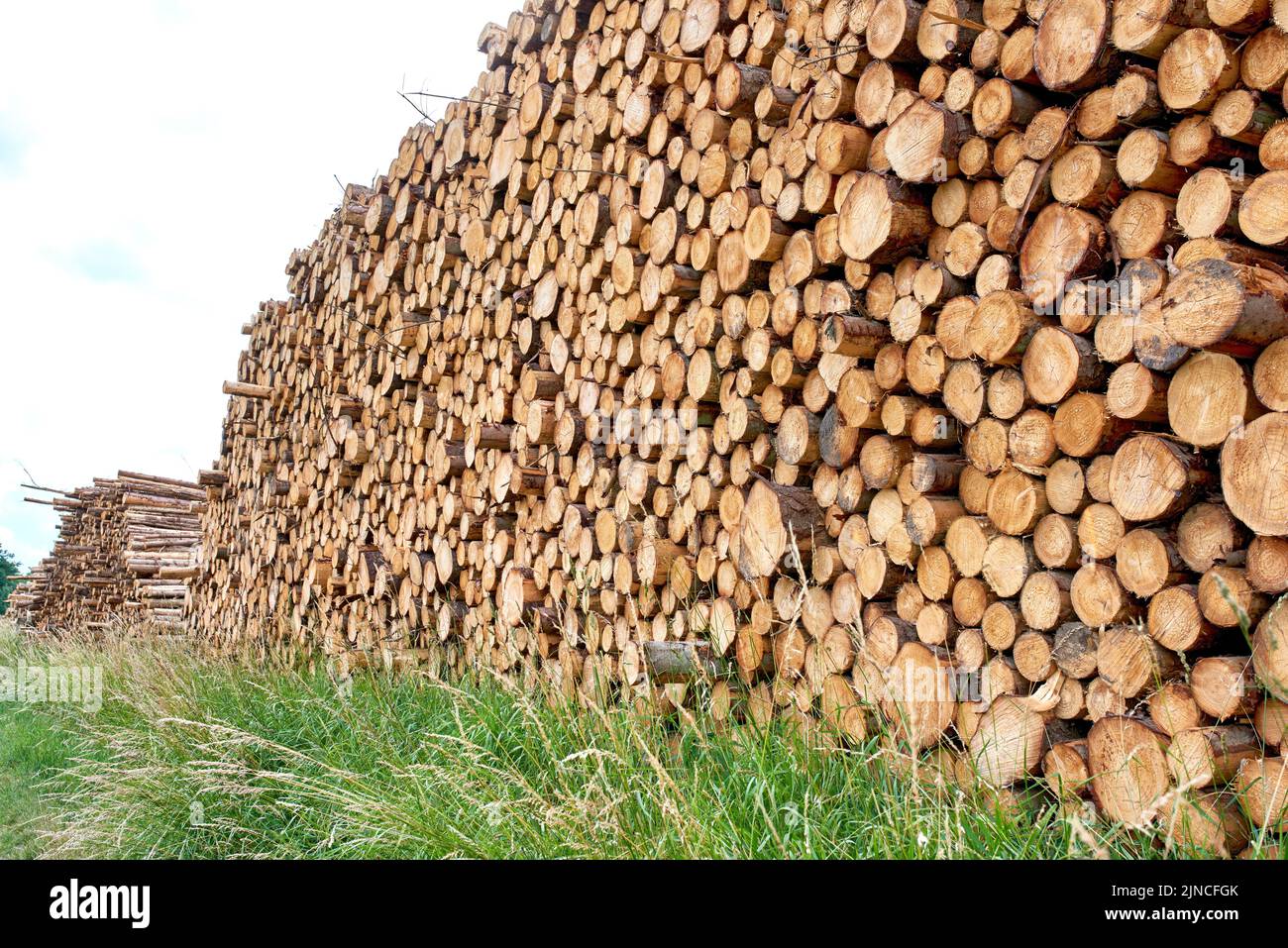 Woodpile - Lumber Industry. Lumber industry - lot of woodpiles. Stock Photo